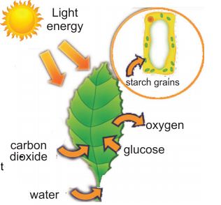 Photosynthesis in plants mcqs class 6